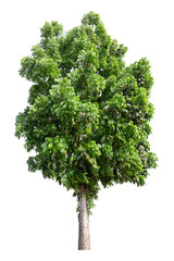 Fototapeta na wymiar Large green tree is isolated on a white background. clipping path