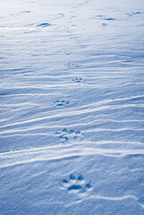 Wolverine (Gulo gulo) tracks in the snow.