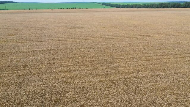 4K Aerial View of Natural Golden Wheat Field. Farmland Sunset Nature Landscape Agriculture. Yellow Wheat Stalks. Flying over Beautiful Natural Wheat field. Nature Rural Landscape