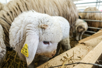 Closeup of a young sheep with a yellow ear tag behind the fence