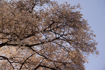 夕日　桜