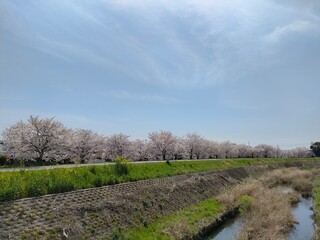 Fototapeta premium 土手の桜並木