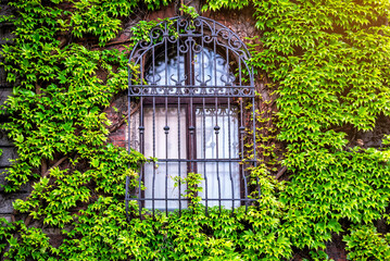 Old window surrounded by creeping ivy plants