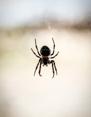 silhouette of live predatory spider