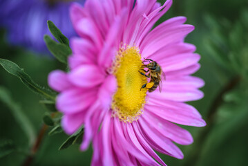 honey bee on a purple flower collect nectar