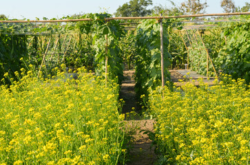 Mustard greens and Trichosanthes anguina in vegetable garden