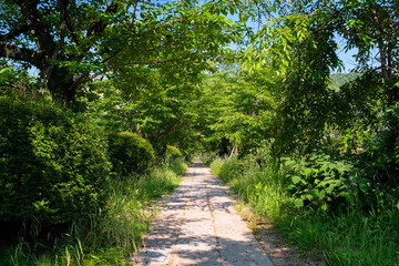 Obraz premium 京都市左京区 新緑の哲学の道