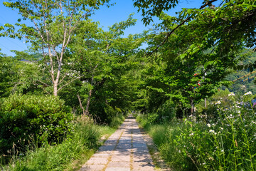 京都市左京区 新緑の哲学の道