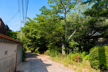 京都市左京区 新緑の哲学の道