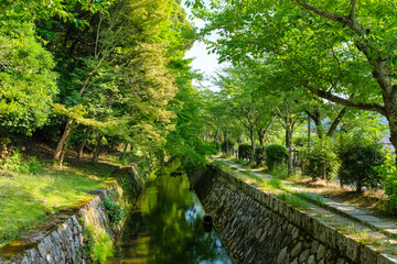 京都市左京区 新緑の哲学の道