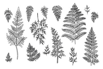 Forest herbs, ferns. Flowers vector line drawing. drawn by a black line on a white background. 