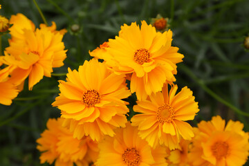 キバナコスモス