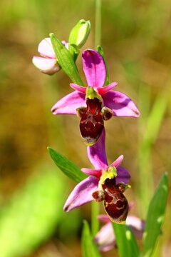 orchid&eacute;e ophrys b&eacute;casse alpilles  france provence