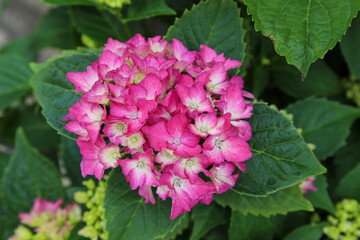 ピンクの紫陽花