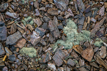 textura de restos de leña en el suelo