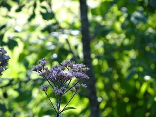 Flower in the garden