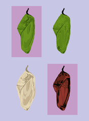 set of butterfly chrysalis