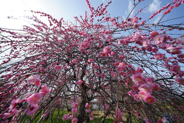 枝垂れ梅　梅林