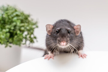 Domestic black dumbo rat sits and eats food on a spruce background. The concept of pets.