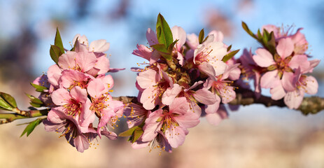 Pink almond tree flowers in spring - banner