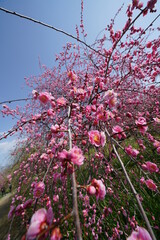 枝垂れ梅　梅林