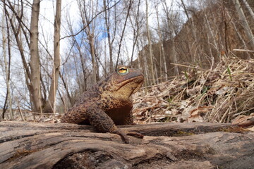 Common toad