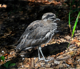 Peruvian thick-knee on the ground. Latin name - Burhinus superciliaris