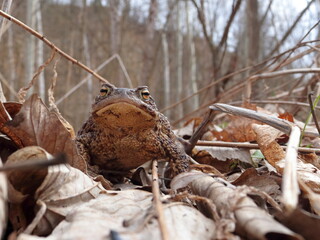 Common toad