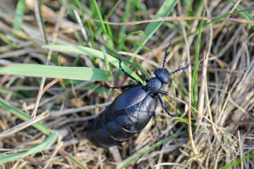 Portrait eines Schwarz Blauen Ölkäfer. Diese Käfer sind giftig und sondern eine giftige gelbe Substanz ab.
