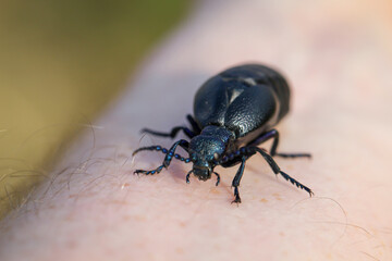 Portrait eines Schwarz Blauen Ölkäfer. Diese Käfer sind giftig und sondern eine giftige gelbe Substanz ab.
