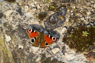 Portrait eines Tagfauenauge auf einem Stein in der Frühlingssonne.
