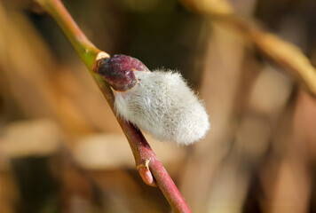 Nahaufnahme eines Weidenkätzchens. Sie sind für die Bienen die erste Nahrung im Jahr.
