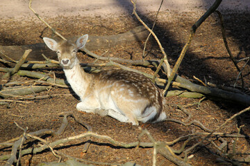 Rehe, Hirsche, Paarhufer in einem Gehege.
