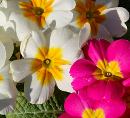 Naklejka na ściany i meble Schöne bunte Blüten im Frühjahr von Primeln.