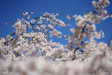 桜　