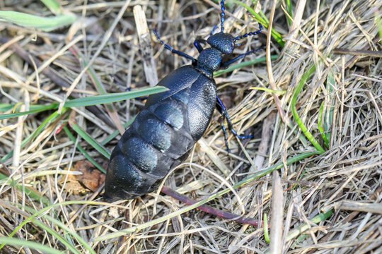 Portrait eines Schwarz Blauen &Ouml;lk&auml;fer. Diese K&auml;fer sind giftig und sondern eine giftige gelbe Substanz ab.
