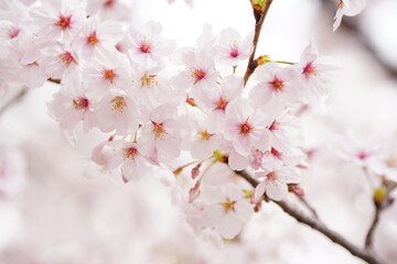 大和高田の千本桜　春