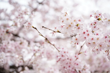大和高田の千本桜　春