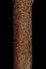 Japanese Quince (Chaenomeles japonica). Wintering Twig Detail Closeup