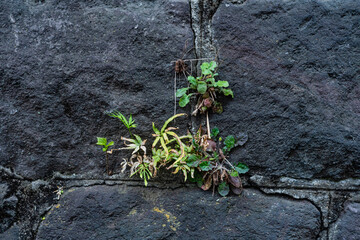石垣から生える草
