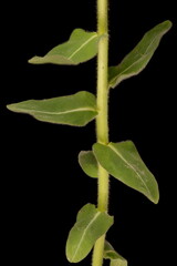 Cushion Spurge (Euphorbia epithymoides). Stem Detail Closeup