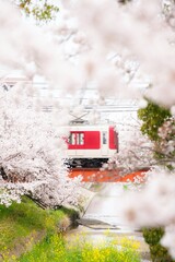 大和高田の千本桜と近鉄電車
