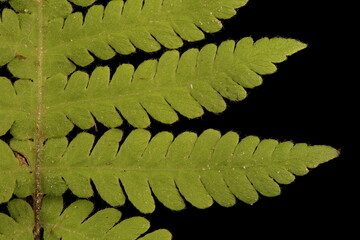 Long Beech Fern (Phegopteris connectilis). Rachis and Pinnae Closeup