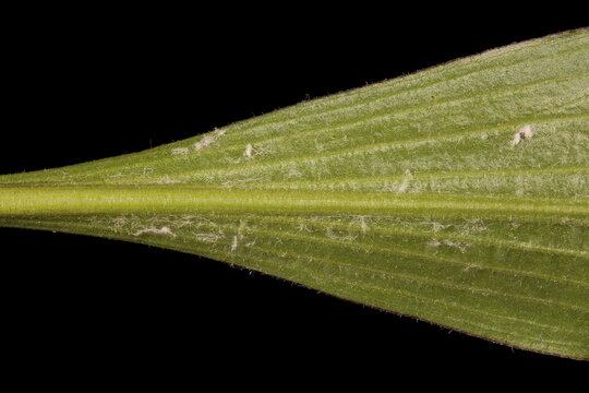 Viper's Grass (Scorzonera humilis). Leaf Base Closeup