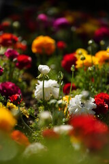 色とりどりの花