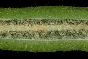 Marsh Labrador Tea (Rhododendron tomentosum). Leaf Detail Closeup