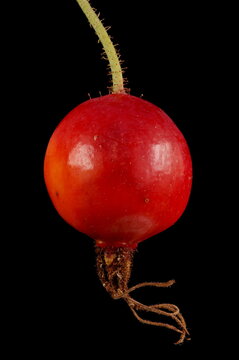 Apple Rose (Rosa villosa). Fruit Closeup