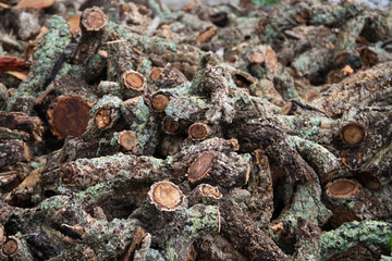 Cork bark harvested from the trunk of the cork oak (Quercus suber) for the industrial production of wine cork stoppers in the region of Cadiz, Spain.