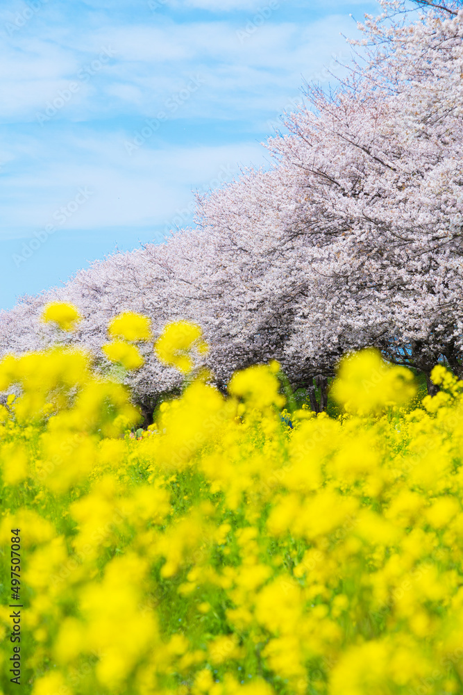 Wall mural 桜と菜の花の風景　日本の春の景色　さくら堤公園　埼玉県比企郡吉見町