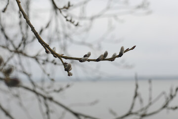 Willow blossom. Branches with catkins against the blue sky. Spring background. Close-up, selective focus